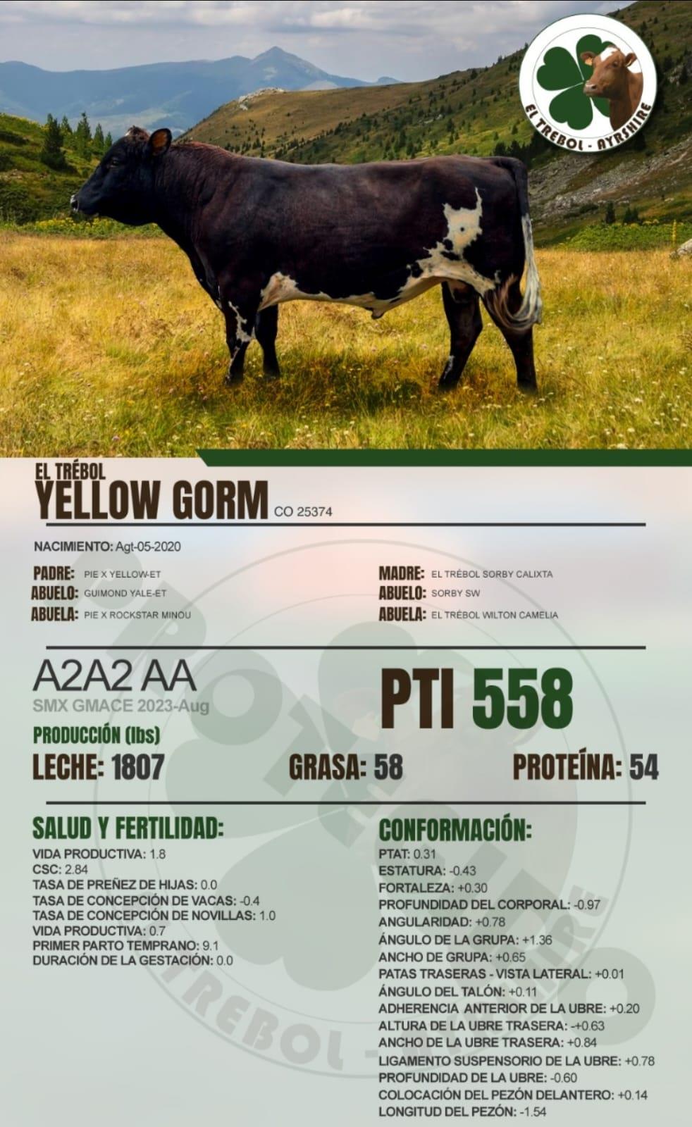 YELLOW-GORM — CO 25374